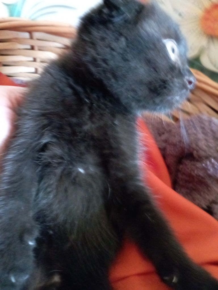 Котёнок вислоухий чёрный мальчик 2 мес.