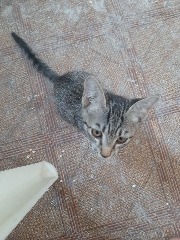 Mushuk bolasi, qzibola, tekinga beriladi, dastafka yoq