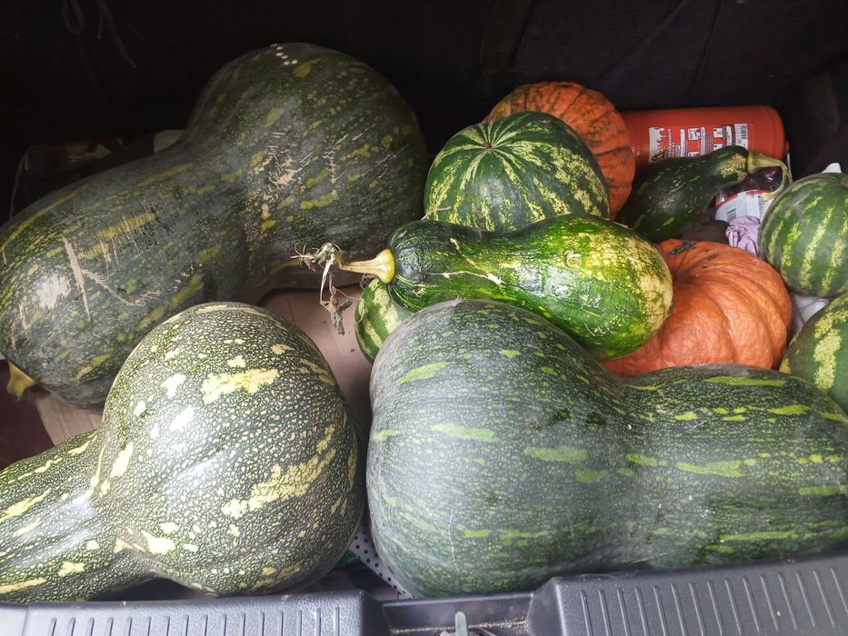 Продам тыкву дачную