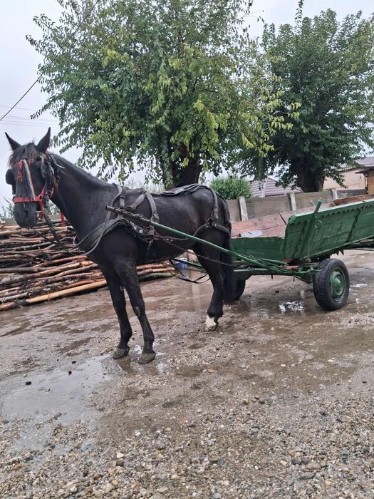 Vănd? Càl cu carutà și hàm calul ieste castrat càlul are 3 ani