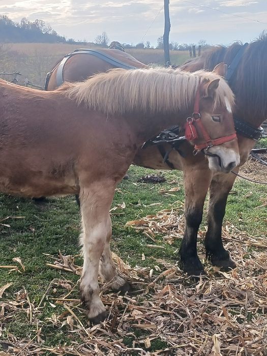 Vand manză de 7 luni