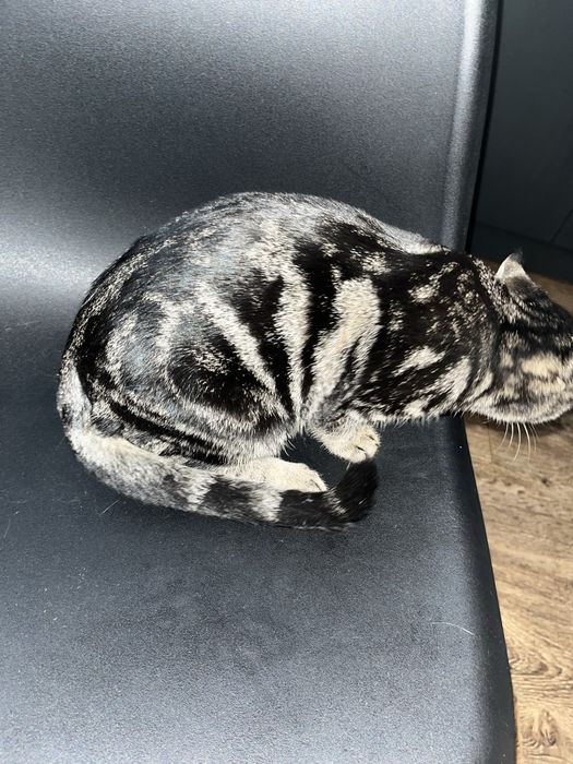 Котенок в добрые ручки пристраивается