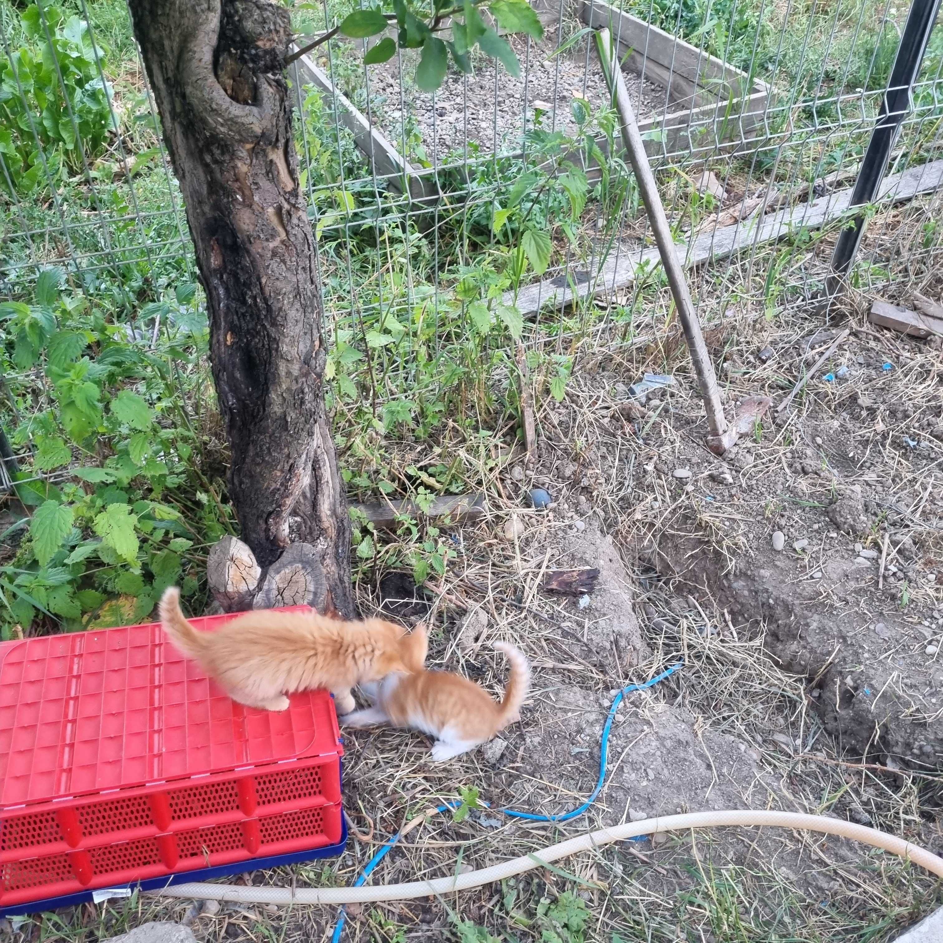Donez 5 pui de pisica la stapani iubitori -3roscati ,1 tigrat,1negru