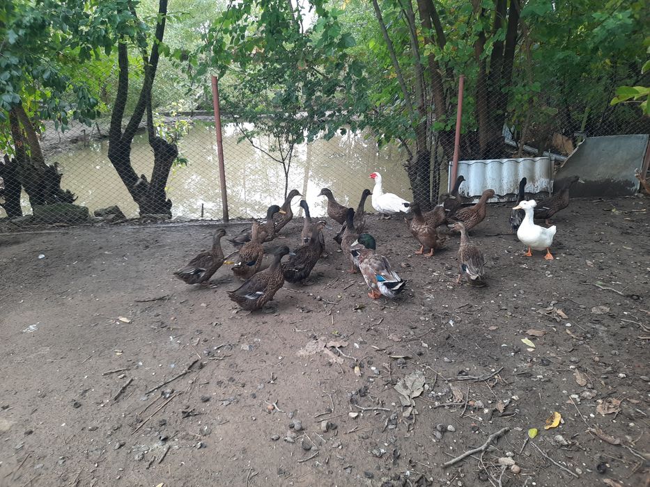 Rațoi românești culoare sălbatic