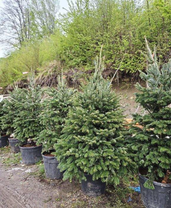 Brazii argintii/verzi,dif inaltimi dif specii de plante