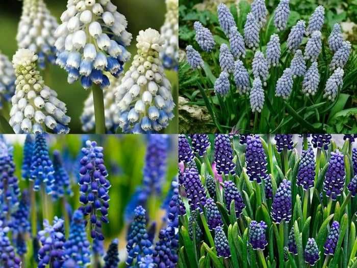 Bulbi de zambile si alte flori de primavara