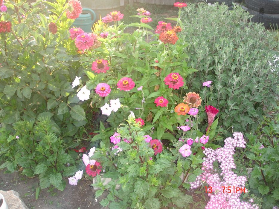 Две  дачи Чапаева