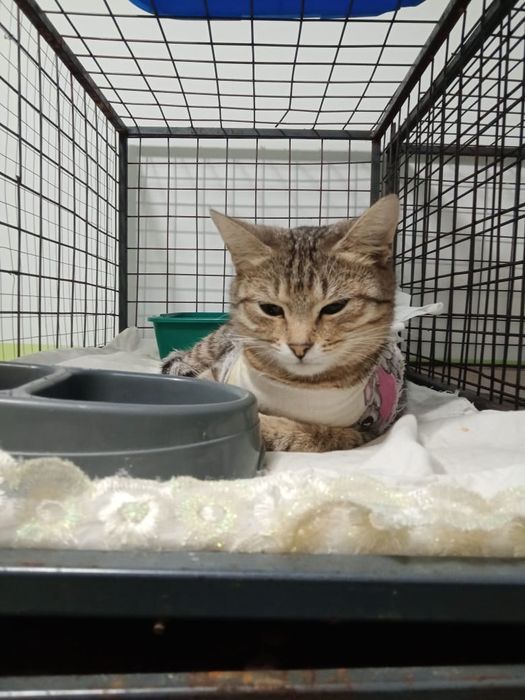 Молодая кошечка,ещё нет года.Находится в веткилиникн на стерелизации