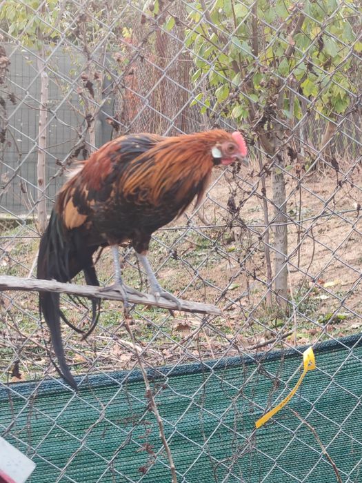 Pheonix pitic tineret