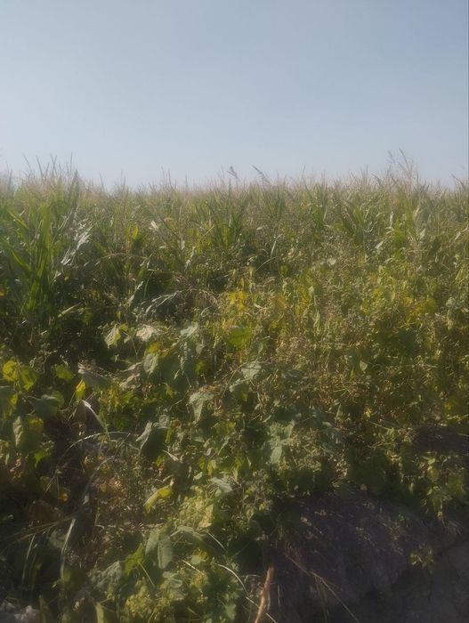 Selos silos sotiladi