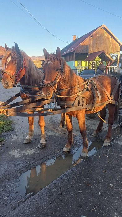 Minz  de un an jumate de vânzare