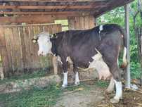 Vaca bălțată românească