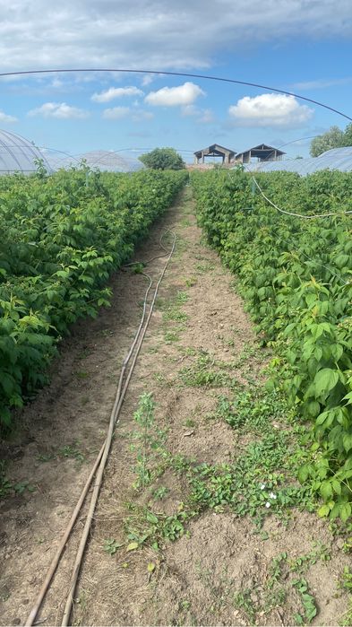 Gem din  zmeura eco borcan 317, ml ..