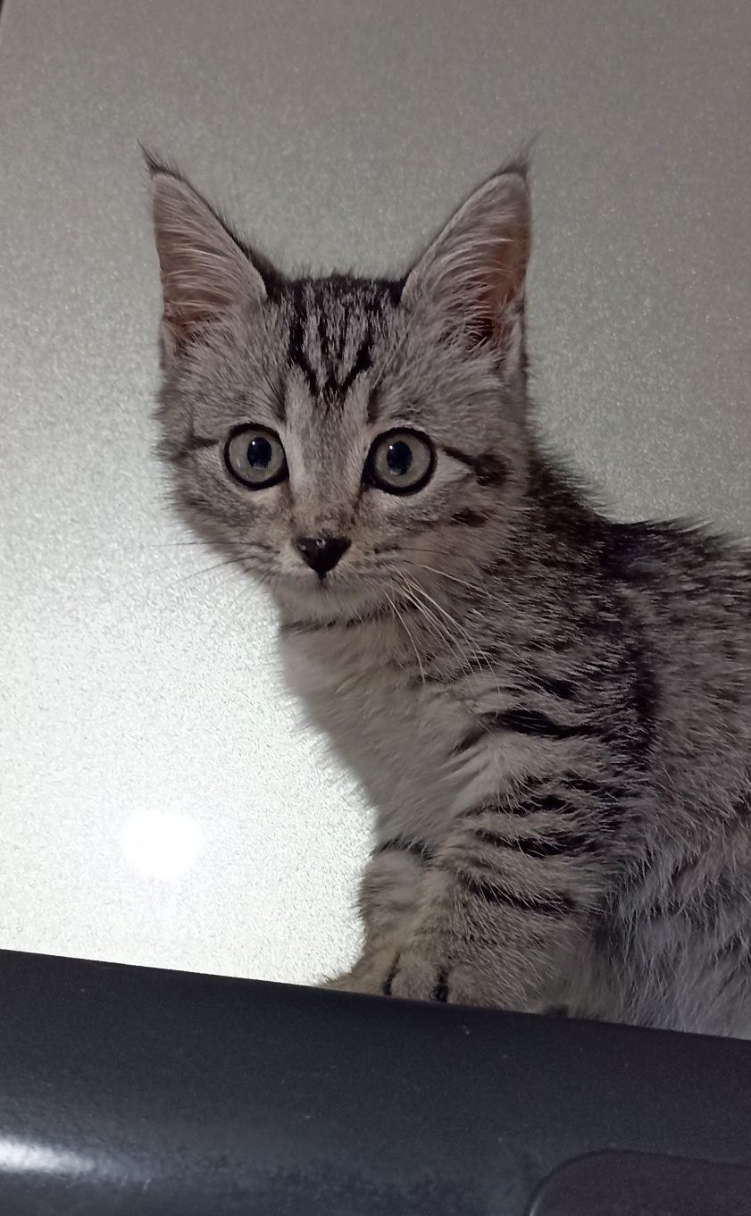 Котятки -котятушки-мальчики и девочки!