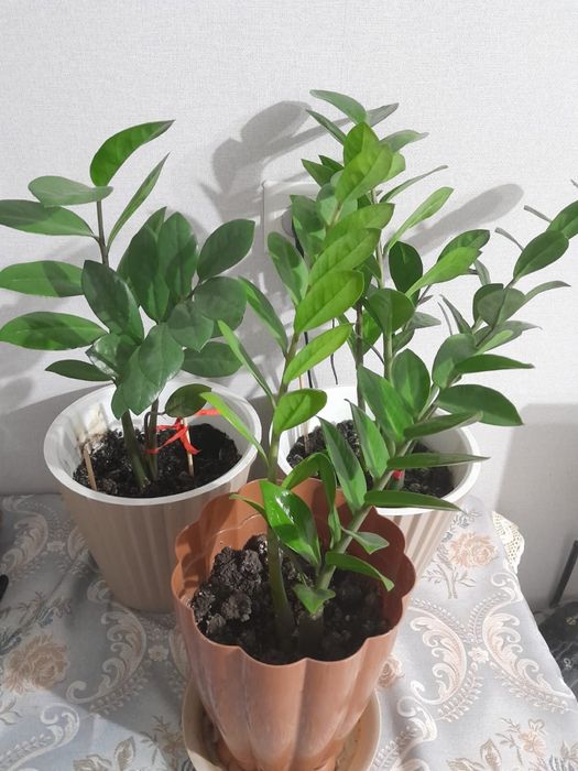 Продам комнатные цветы