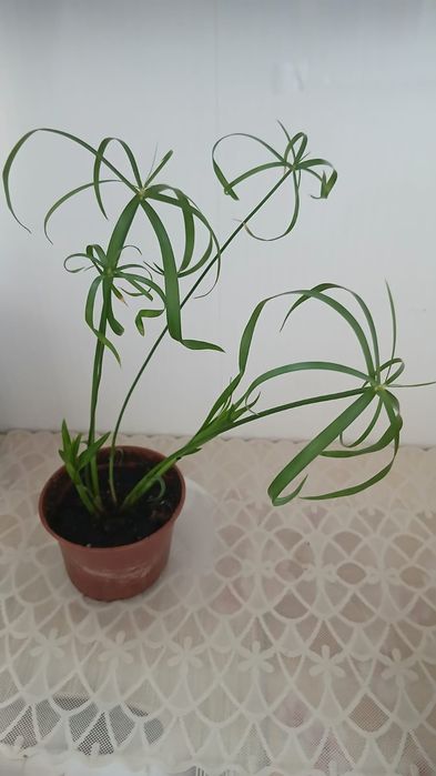 Продам  комнатное растение