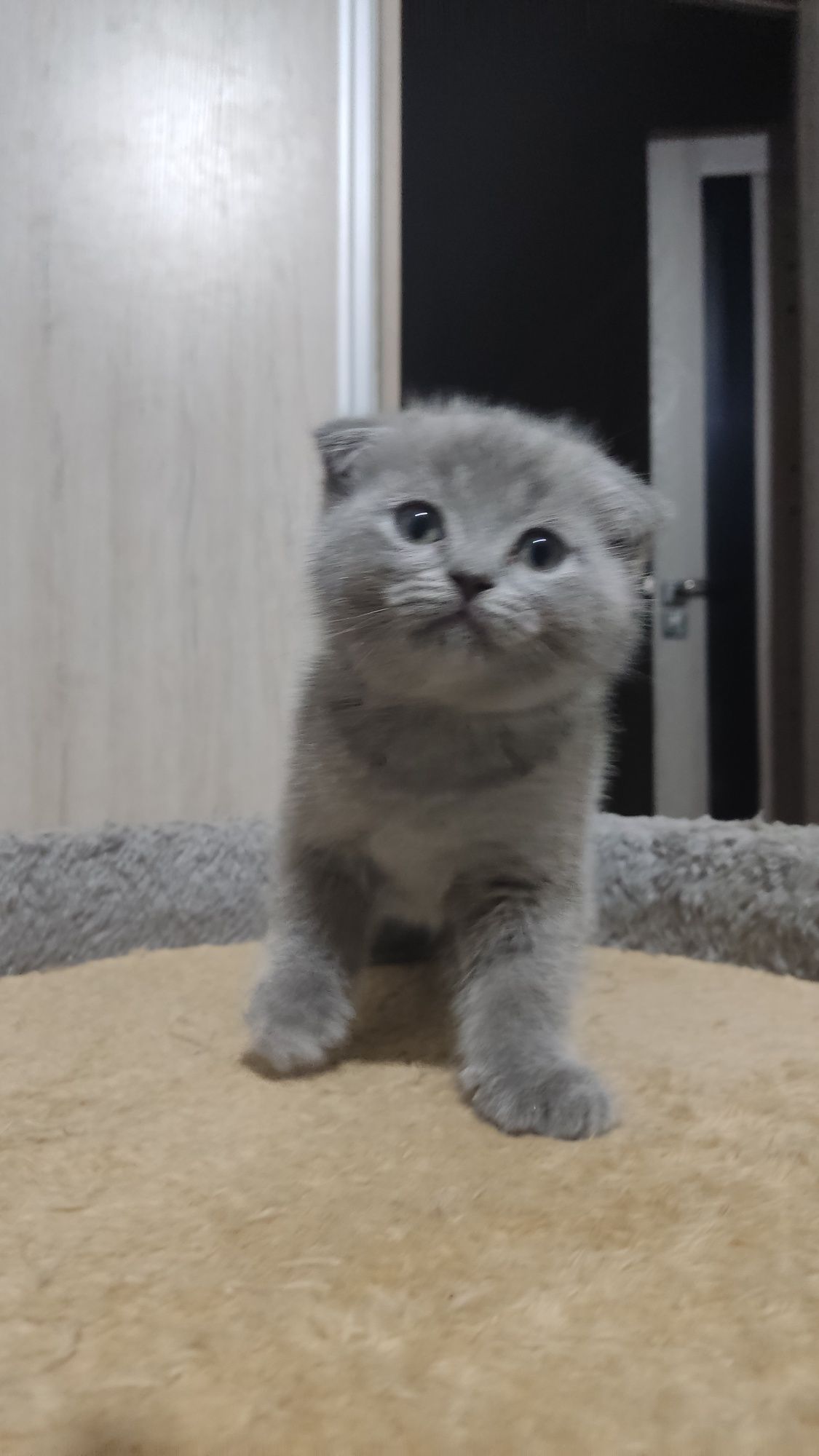 Шотландские вислоухие