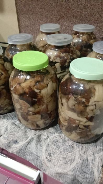 Продаются грибы подтапольники