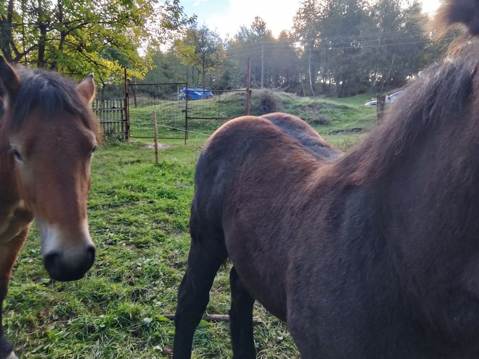 Un mânz de șase luni