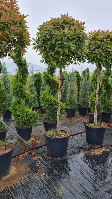 Vand photinia red robin