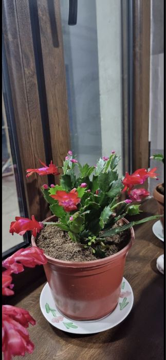 Шлюмбергера (декабрист)