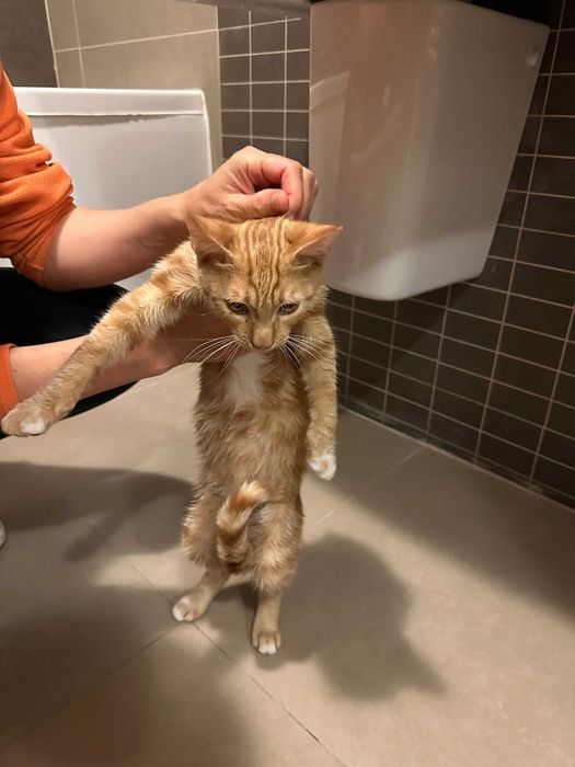 Adopta o pisicuta Garfield