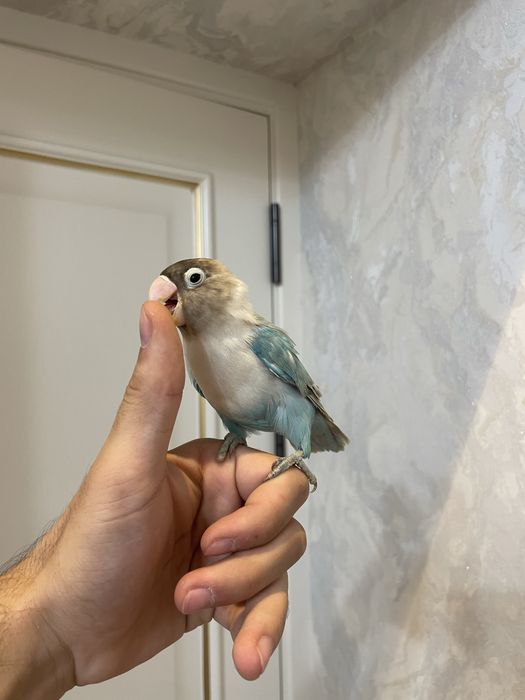 ручной неразлучник сотилади