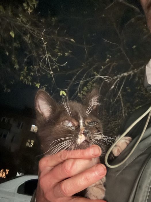 Маленький котенок ждет заботливую семью