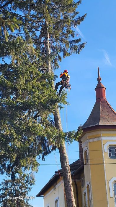 Toaletare, defrișare,taiere, reducere coraona arbori in sistem