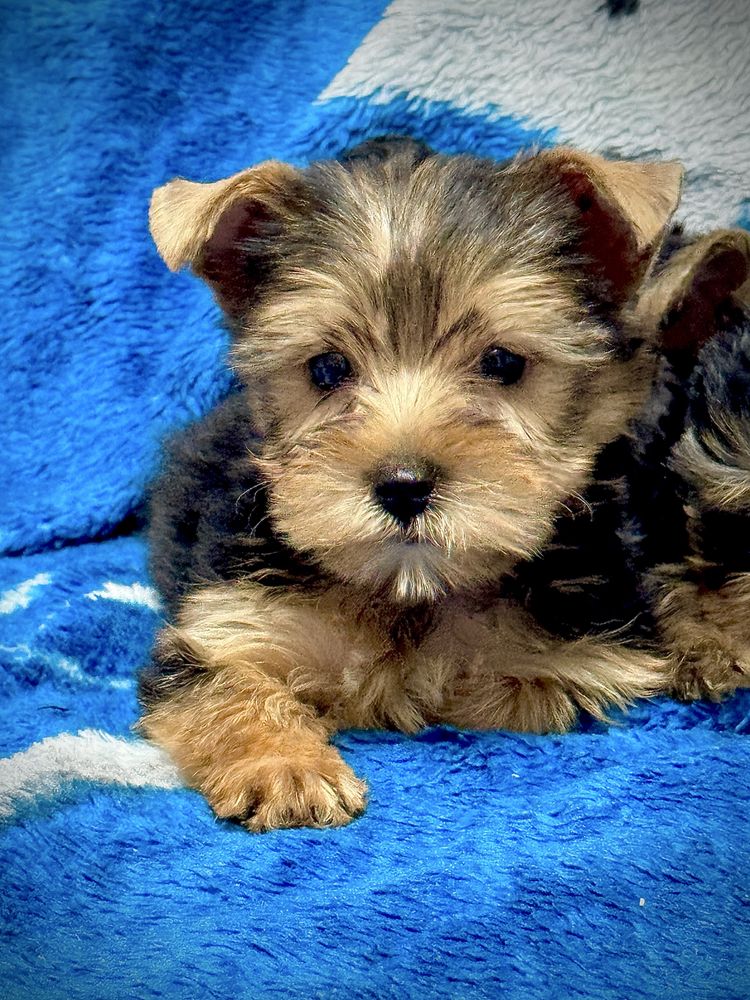 Yorkshire terrier