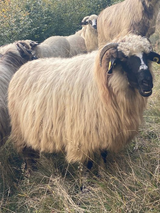 Vând oi - Grosii Tiblesului