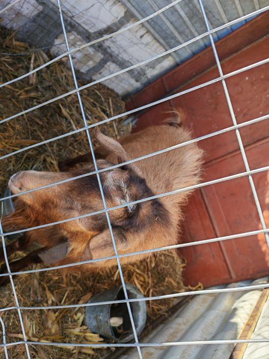 Țap de 2 ani bun pentru montă sau de tâiat