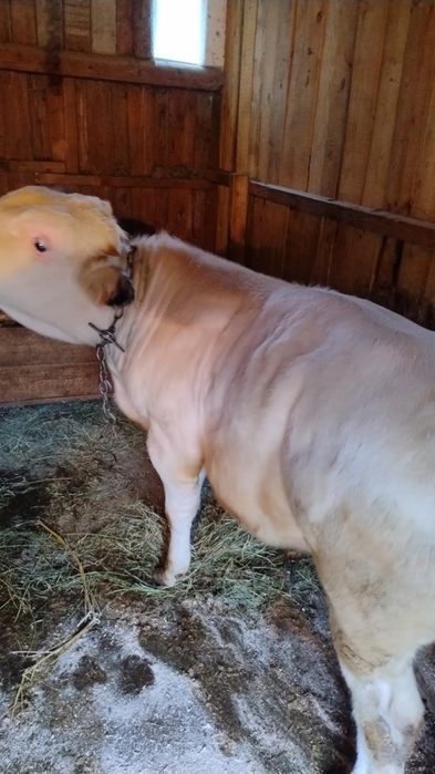 Vand doi vitei si o vitica