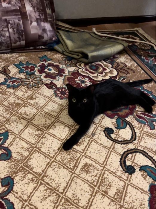 Бомбейская кошка