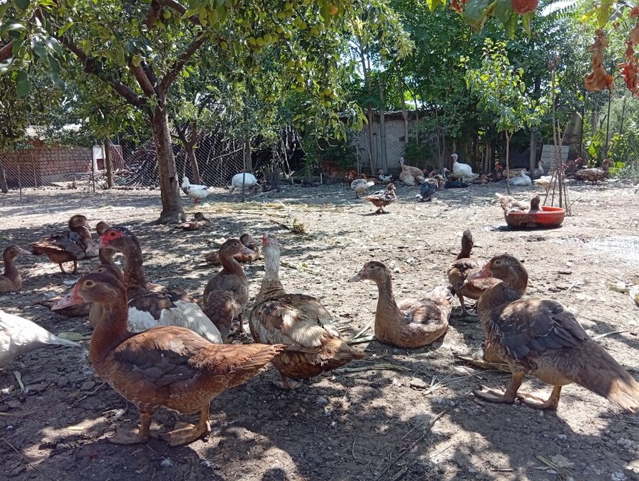 Boboci de rata leșească ciocolaterii