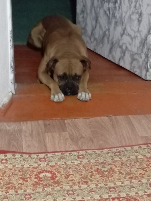 Собака для вязки