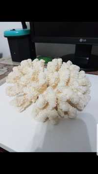 Coral decorativ acvariu