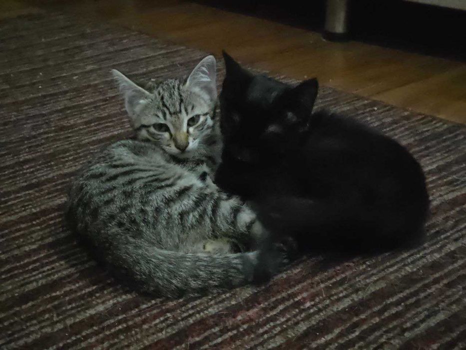 Отдам котят в хорошие руки
