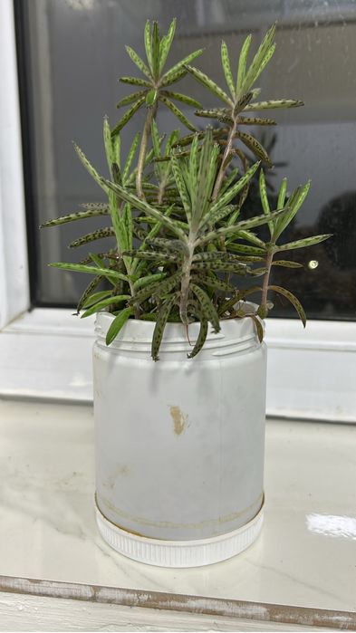 Комнатные цветы продам по 1000тг хорошо ухоженные цветы для дома и офи