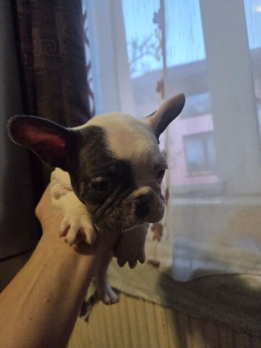 Vănd cătelusi Buldog Francez rasă pură