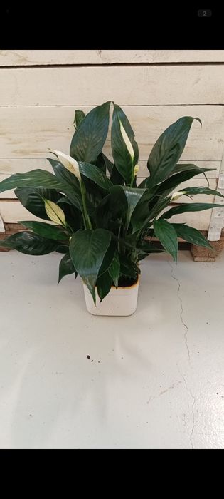 Комнатные растения