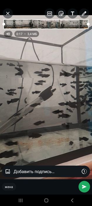 200т Балык сатылады