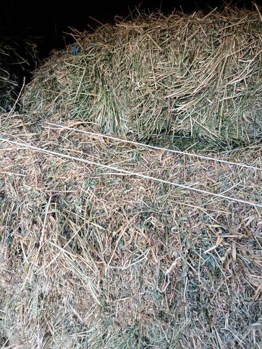 Baloti lucerna coasa2si3