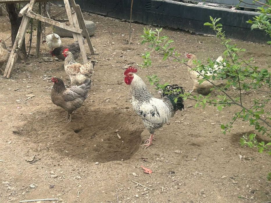 Продам петуха  / кораз