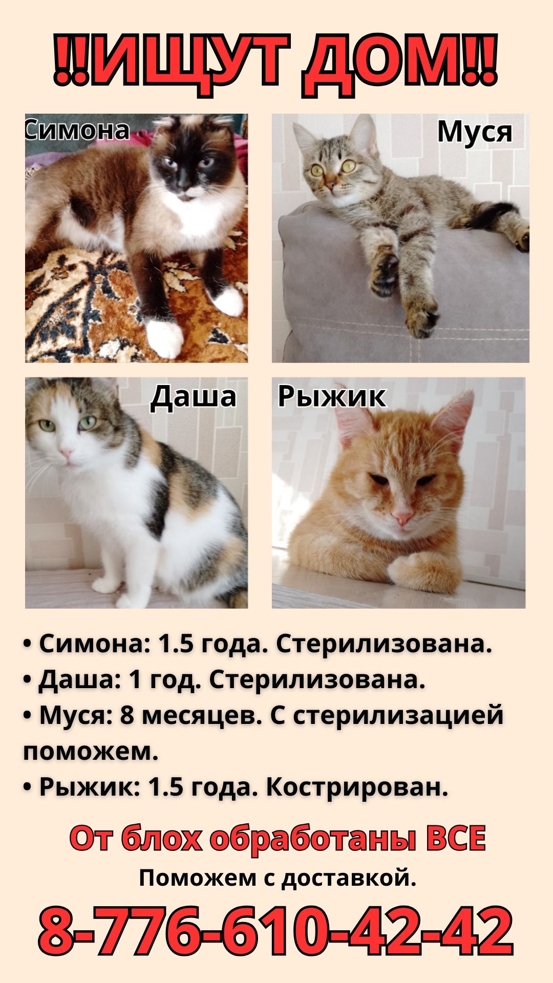 Отдам котика и кошечек!