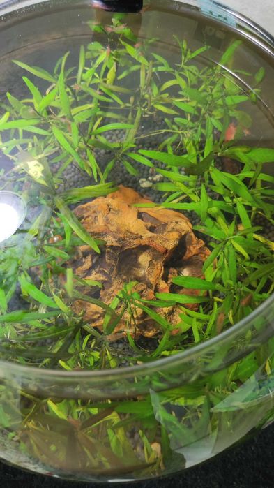 Аквариум с криветками, с растениями