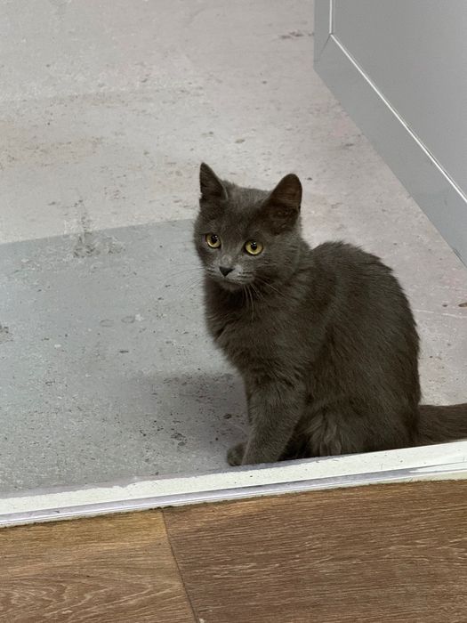 Милая кошка ищет новый дом