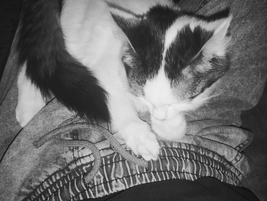 Отдам котят в хорошие руки