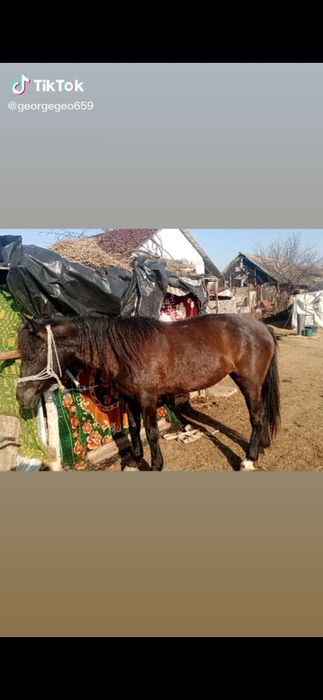 Vând sau schimb iapa de 8 ani