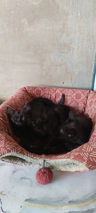 Отдам в добрые руки котят. Черные как пантеры.